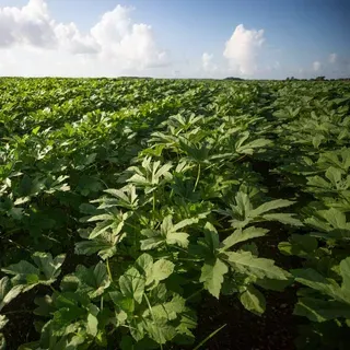 thumbnail for publication: Okra